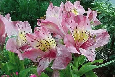 flores