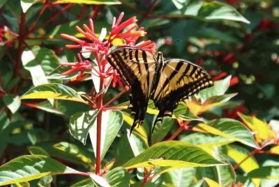 Butterfly on Firebush