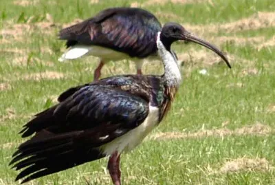 Ibis dal collopaglierino