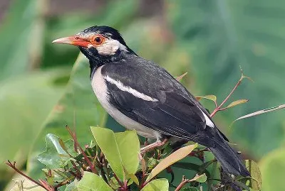 Storno bianconero asiatico