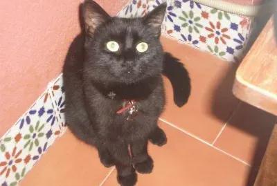 פאזל של animals