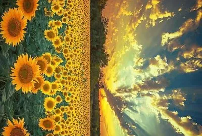 פאזל של flores