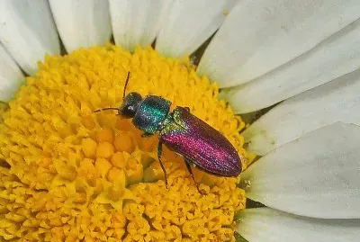 Anthaxia scutellaris