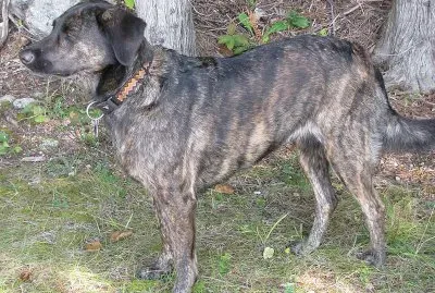Treeing tennessee brindle