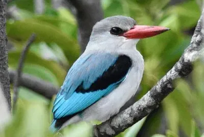 Martin pescatore delle mangrovie