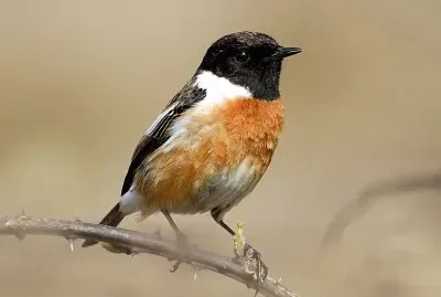 Santimpalo siberiano