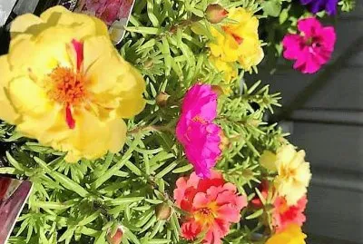 flores