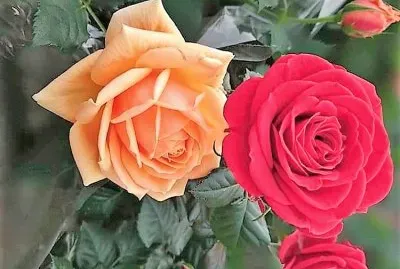 flores