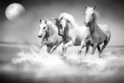 ×¡×•×¡×™×