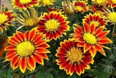 Gazania