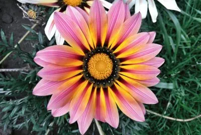 Gazania