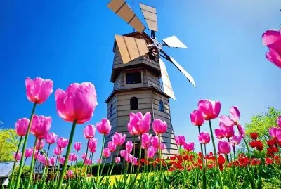 tulipanes