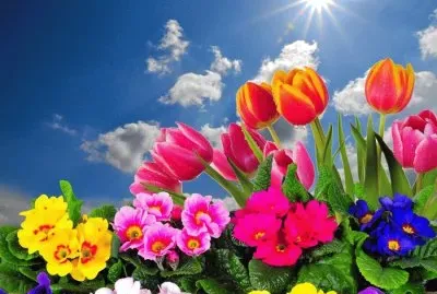 tulipanes2