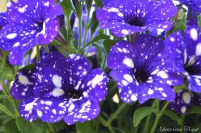 Gorgeous Night Sky Petunias