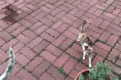 è²“çŽ©ç‹—å°¾å·´