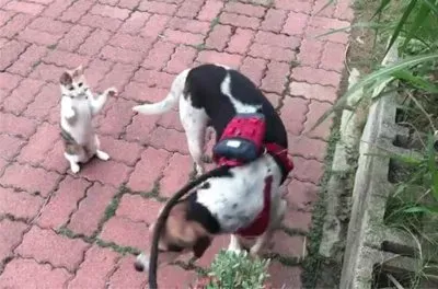 è²“çŽ©ç‹—å°¾å·´ jigsaw puzzle