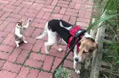 è²“çŽ©ç‹—å°¾å·´