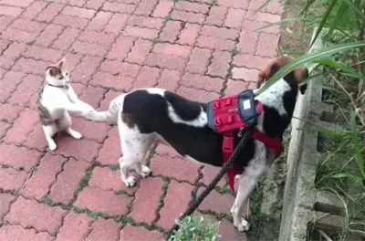 è²“çŽ©ç‹—å°¾å·´ jigsaw puzzle