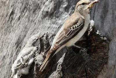 Trillatore alibianche