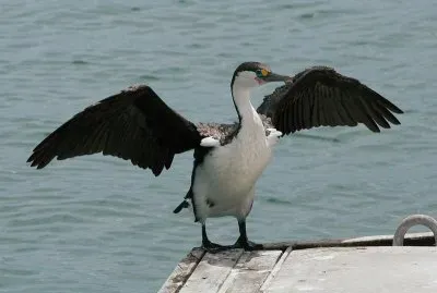 Cormorano bianconero