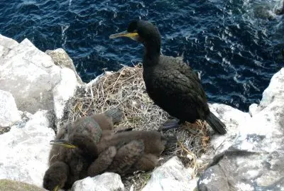 Cormorano nero