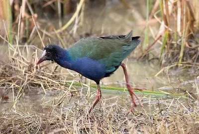 Gallinella di allen