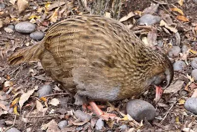 Weka camoscio