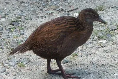 Weka occidentale