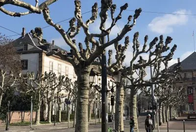 Estrasburgo -FranÃ§a jigsaw puzzle