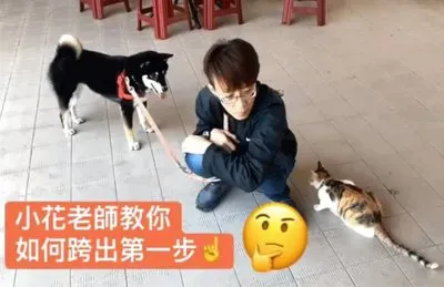 è²“ç‹—ç¤¾æœƒ