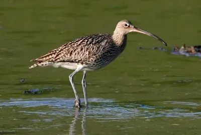 Numenius arquata