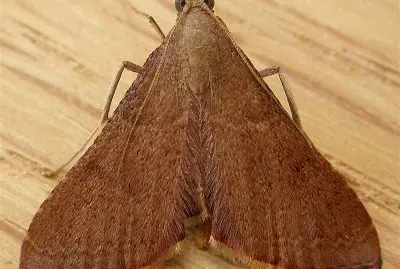 Endotricha ignealis
