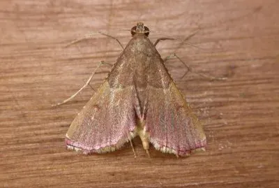 Endotricha mesentealis