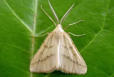 Aspitates ochrearia