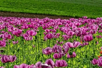 Imagem jigsaw puzzle