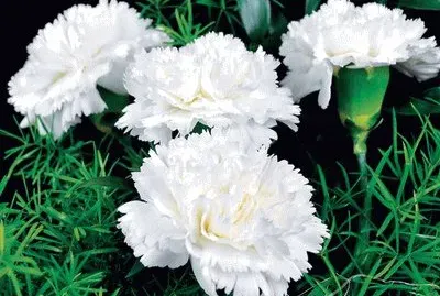 cravo branco jigsaw puzzle