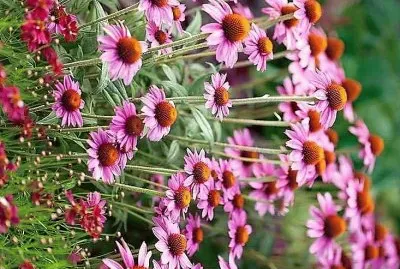 flores