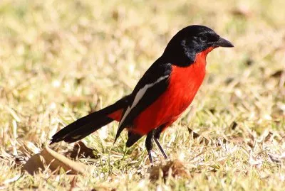 Gonolex rouge et noir