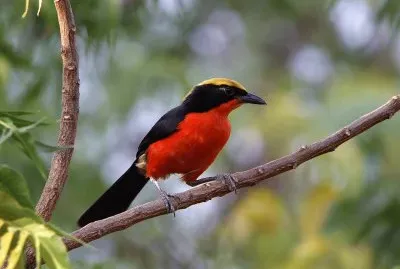 Gonolex yellow crowned