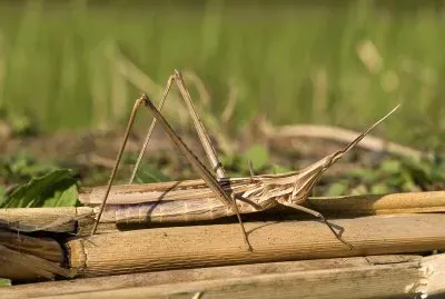 פאזל של Acrida cinerea