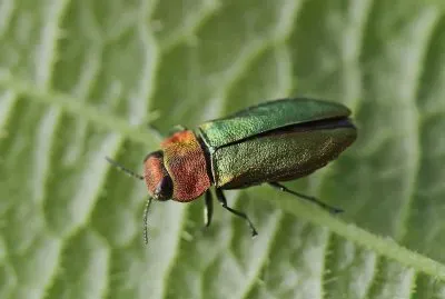 פאזל של Anthaxia nitidula