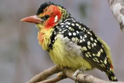 Barbuto testarossa del kenia