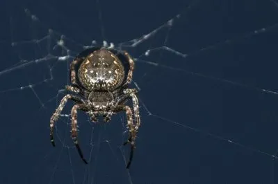 Imagem jigsaw puzzle