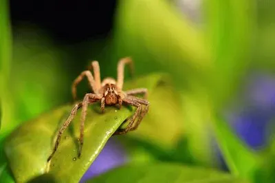 Imagem jigsaw puzzle