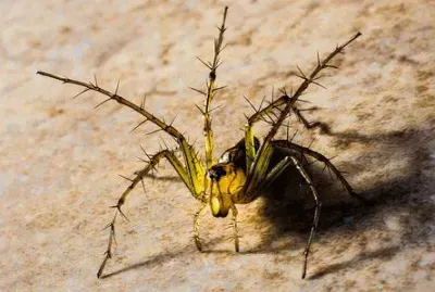 Imagem jigsaw puzzle