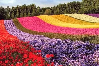 flores