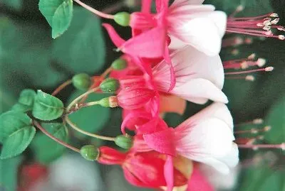 flores