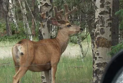 Mule Deer jigsaw puzzle