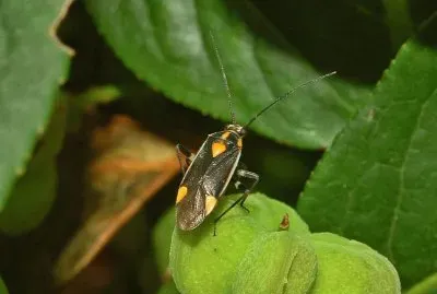 Capsodes flavomarginatus