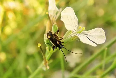 Capsodes sulcatus